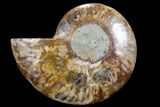 Agatized Ammonite Fossil (Half) - Crystal Lined Chambers #78597-1